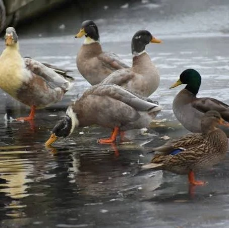 Pengobatan Bebek dan Itik