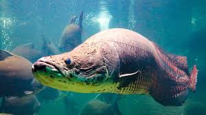 Pengobatan Ikan Arapaima